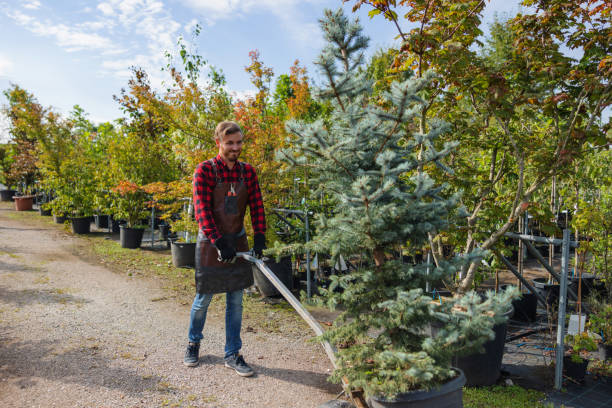 Best Tree Pruning Services  in Twin Lakes, CA